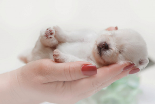 Обои картинки фото животные, собаки, шпиц, собака, животное, рука, щенок