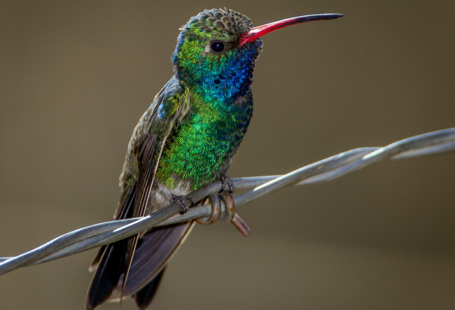 Обои картинки фото животные, колибри, ширококлювый, колибри-цинантус, клюв, птица