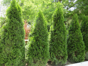 Картинка природа деревья весна 2018