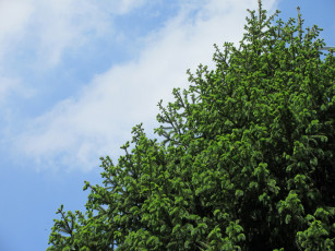 Картинка природа деревья весна 2018