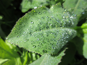 Картинка природа макро весна 2018