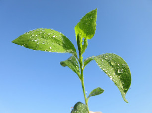 Картинка природа макро весна 2018