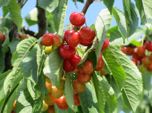 Картинка природа Ягоды черешня весна 2018