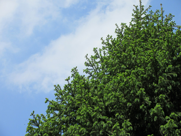 Обои картинки фото природа, деревья, весна, 2018