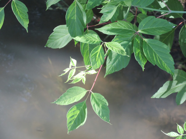 Обои картинки фото природа, листья, весна, 2018