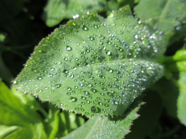 Обои картинки фото природа, макро, весна, 2018