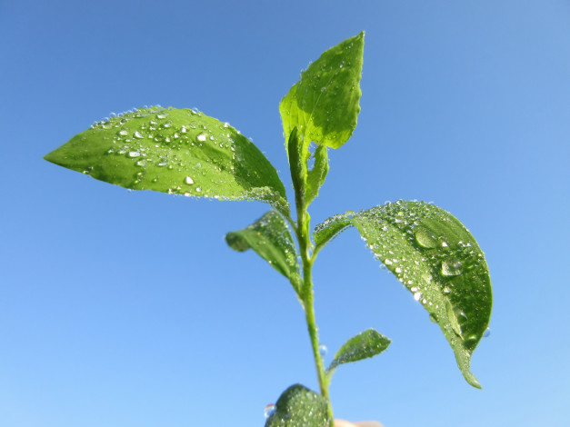 Обои картинки фото природа, макро, весна, 2018