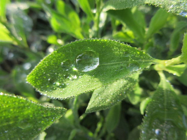 Обои картинки фото природа, макро, весна, 2018