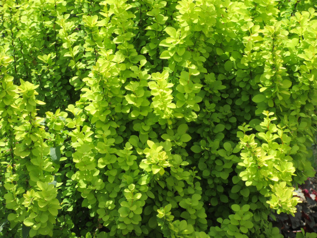 Обои картинки фото природа, макро, весна, 2018