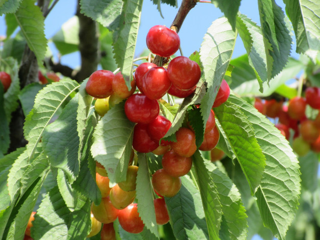 Обои картинки фото природа, Ягоды, черешня, весна, 2018