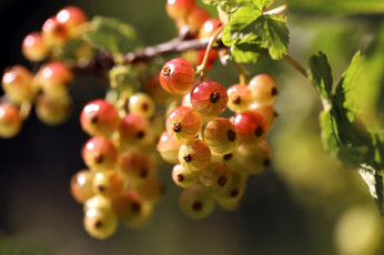 обоя природа, ягоды, смородина