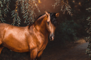 Картинка животные лошади лошадь