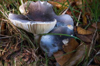 Картинка природа грибы грибная семейка