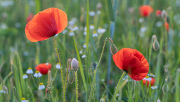Картинка цветы маки луг бутоны