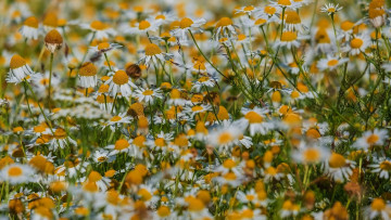 Картинка цветы ромашки луг лето