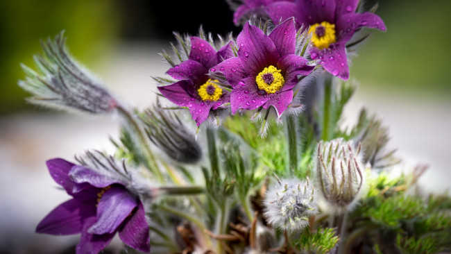 Обои картинки фото цветы, анемоны,  сон-трава, сон-трава