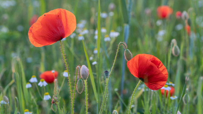 Обои картинки фото цветы, маки, луг, бутоны