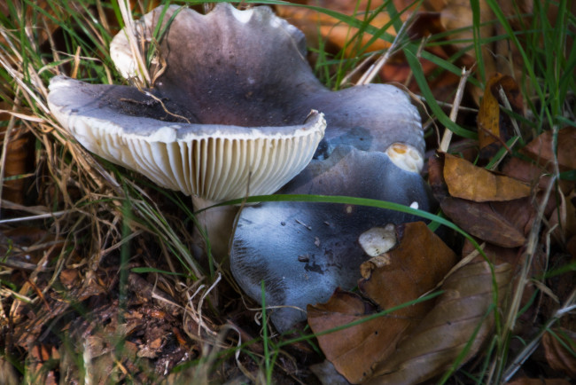 Обои картинки фото природа, грибы, грибная, семейка