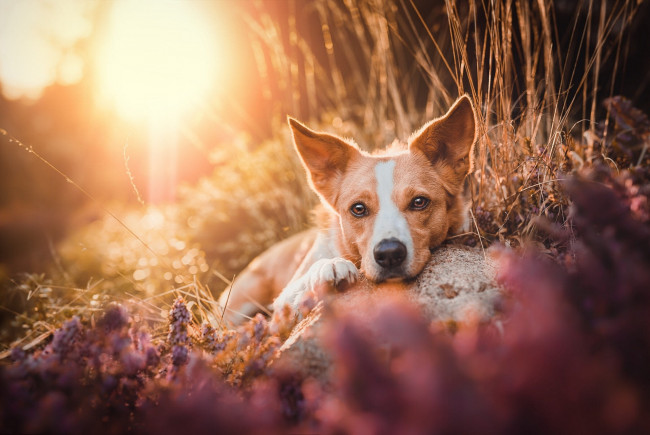 Обои картинки фото животные, собаки, собака