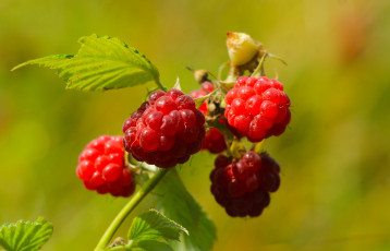 Картинка вкуснятина природа плоды малина ветка листья боке