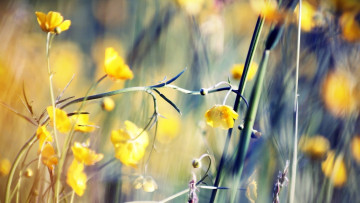 Картинка цветы луговые+ полевые +цветы