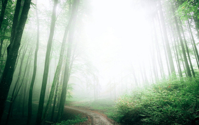 Обои картинки фото природа, лес, деревья, туман, дорожка, кусты