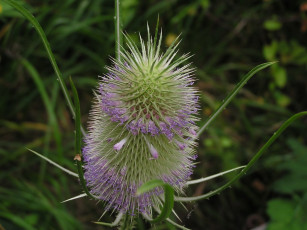 Картинка цветы Чертополох репейник