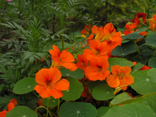 Картинка цветы настурции