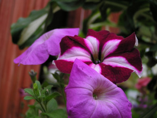 Картинка цветы петунии калибрахоа