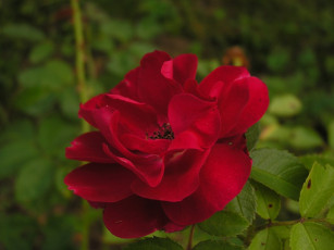 Картинка цветы розы