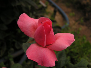 Картинка цветы розы