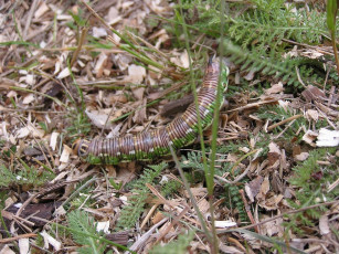 Картинка животные гусеницы