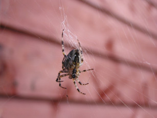 Картинка животные пауки