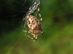 Картинка животные пауки