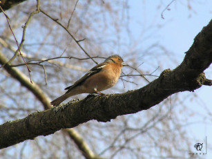 Картинка животные птицы