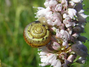 Картинка животные улитки
