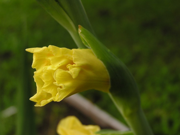 Обои картинки фото цветы, гладиолусы