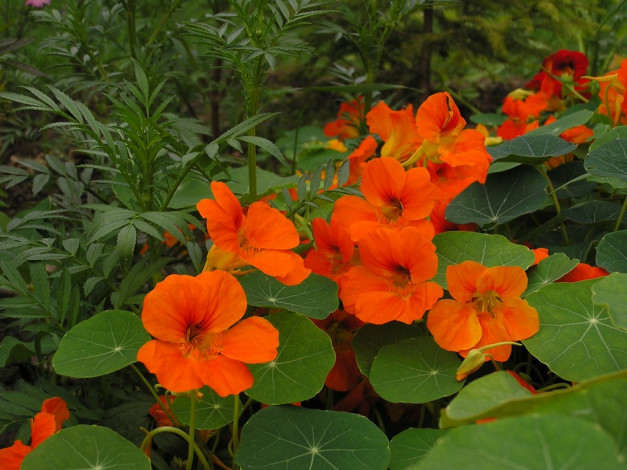 Обои картинки фото цветы, настурции