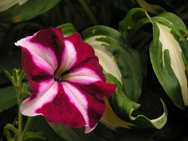 Обои картинки фото цветы, петунии, калибрахоа