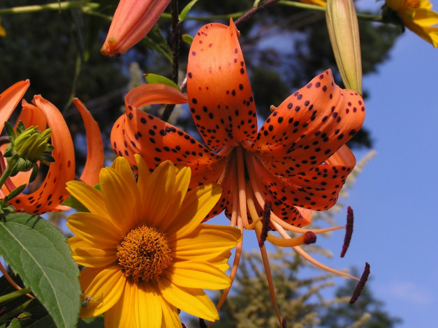 Обои картинки фото цветы, разные, вместе