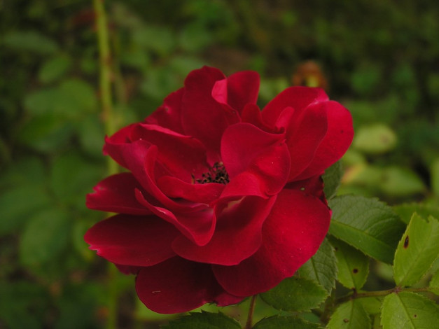 Обои картинки фото цветы, розы