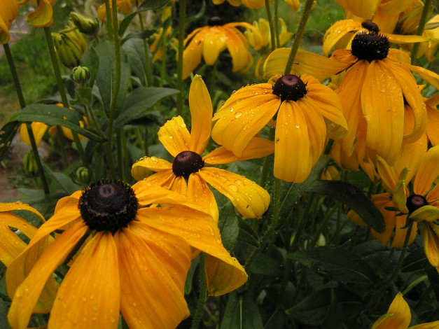 Обои картинки фото цветы, рудбекия