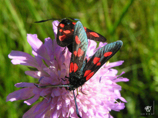 Обои картинки фото животные, бабочки