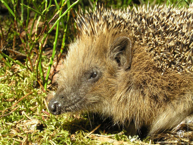 Обои картинки фото животные, ежи