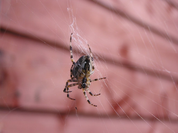 Обои картинки фото животные, пауки