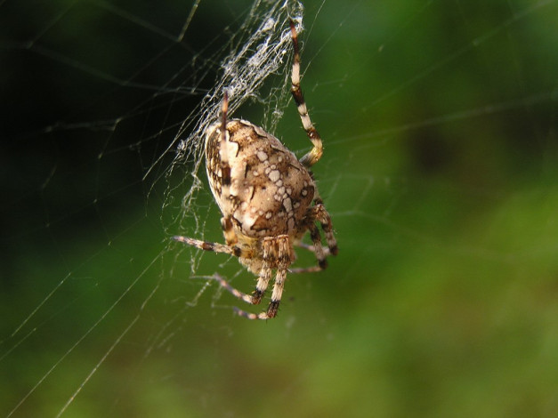 Обои картинки фото животные, пауки