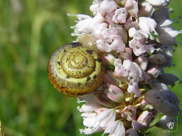 Обои картинки фото животные, улитки