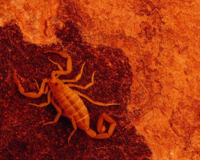 обоя животные, скорпионы