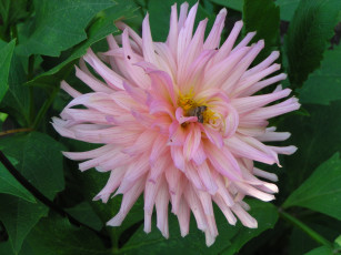 Картинка цветы георгины