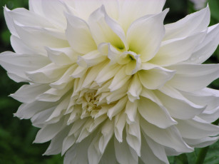 Картинка цветы георгины